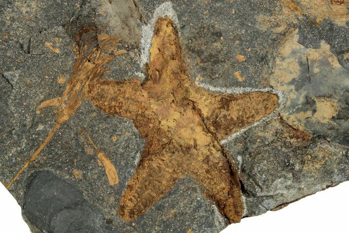 Ordovician Starfish (Petraster?) With Crinoid - Morocco #217081